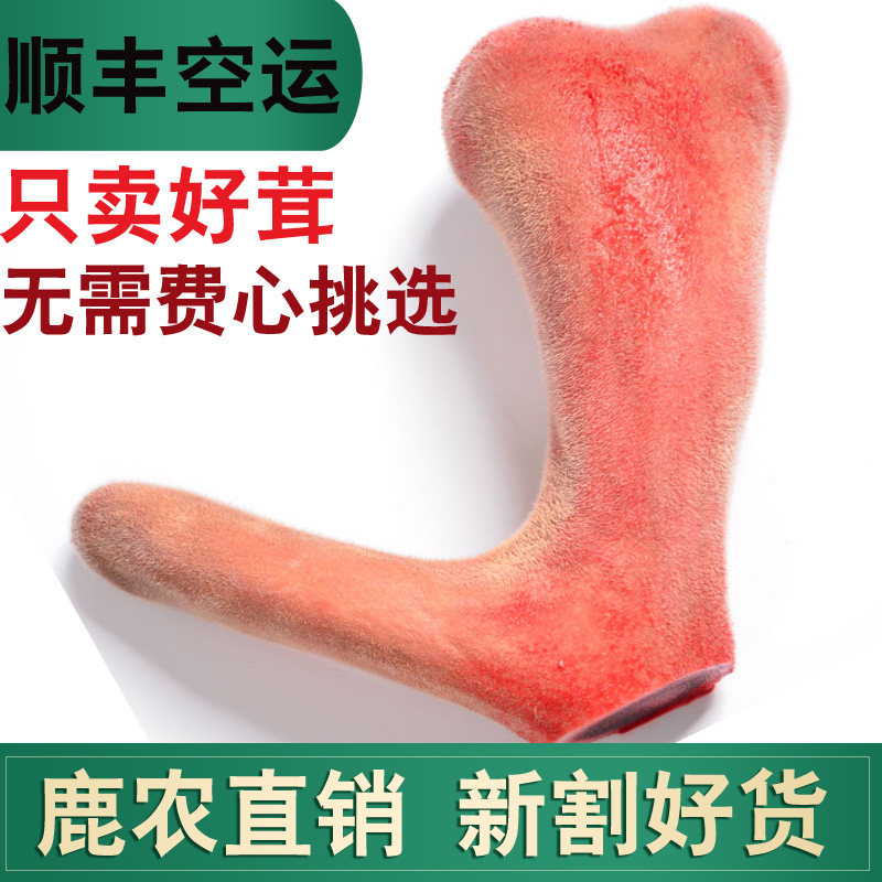 2021 New Cuts Jilin Plum Blossom Antler Whole Branches Fresh Antler Slice Fresh With Blood Antler Deer Whipped Wine Stock