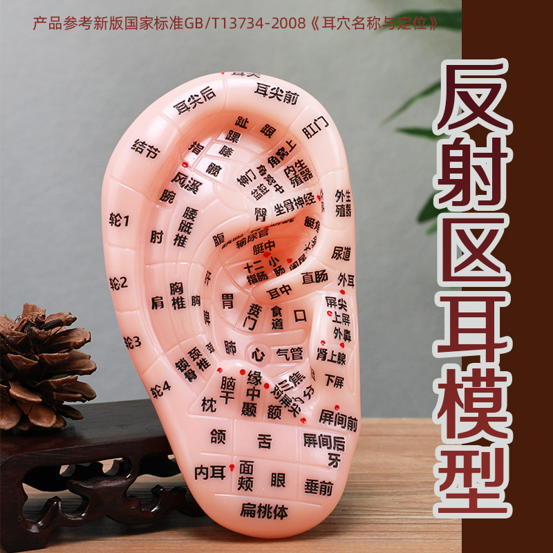 多穴位耳模型耳朵反射区穴位参考经络按摩工具外耳廓针灸耳贴刻字