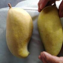The late-ripening mangoes grown and sold in Jingdong Yunnan are now on the market again. They are picked now and shipped from Jingdong.