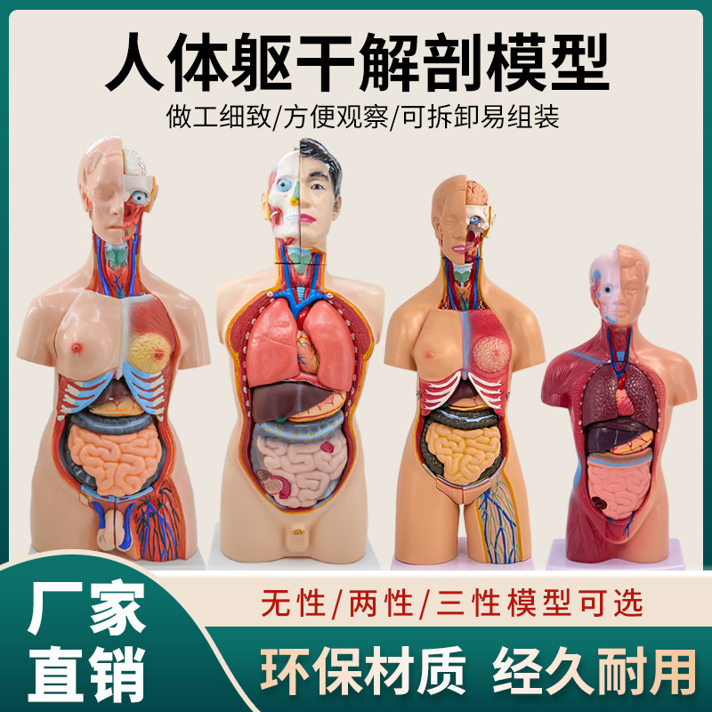 人体解剖模型器官可拆卸医学教学人体器官模型躯干系统结构图解剖