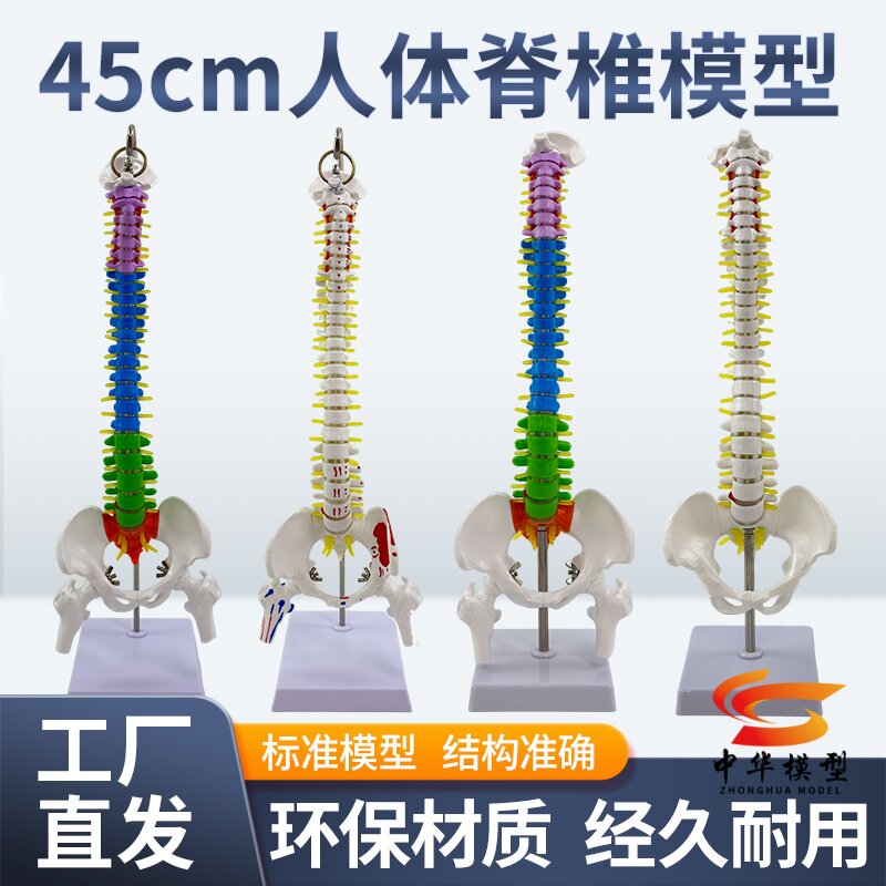 人体脊柱模型1:1成人正骨练习脊椎模型颈椎腰椎人体骨骼模型骨架