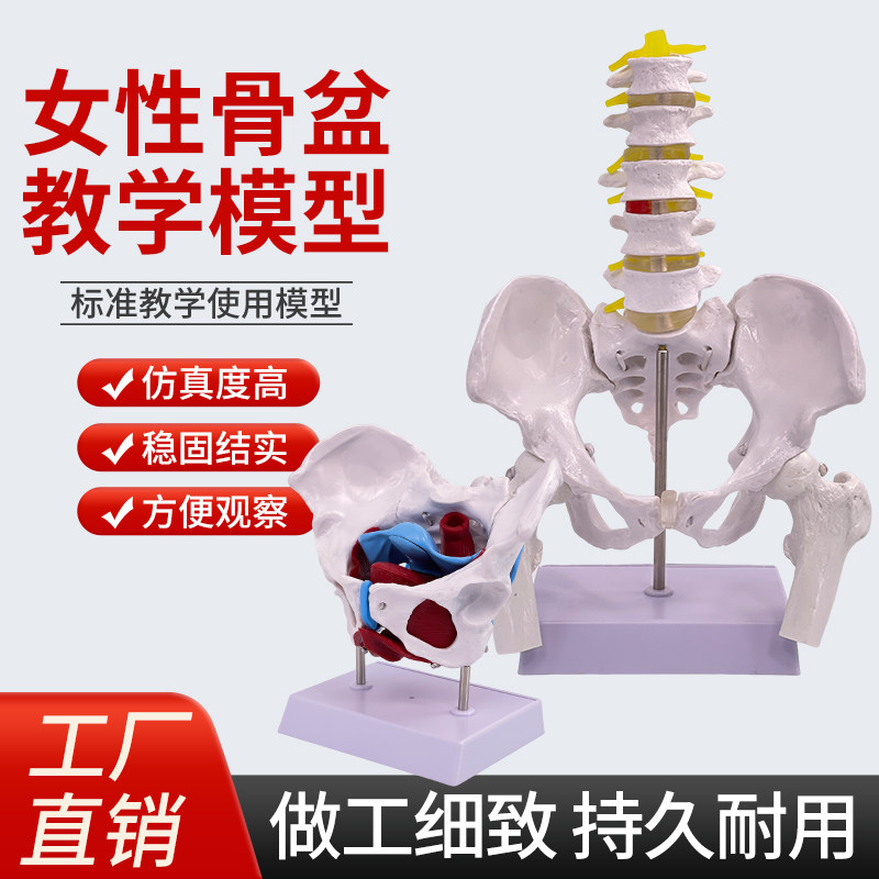 可弯曲活动教学仿真女性骨盆及子宫模型盆腔结构膀胱盆底肌肉康复