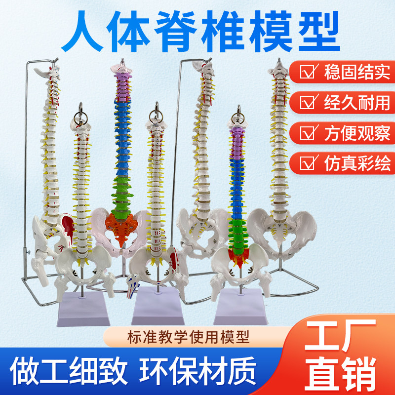 人体脊柱模型人体骨骼大脊椎成人1:1带颈椎胸椎尾椎椎骨骨盆模型