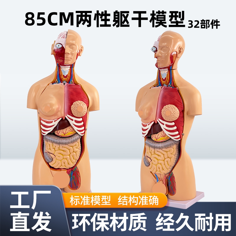 85CM人体解剖模型 背部内脏教学用躯干模型 32件式
