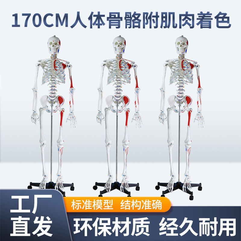 170CM医学人体骨骼模型肌肉着色骨盆瑜伽关节可拆卸解剖结构骨架