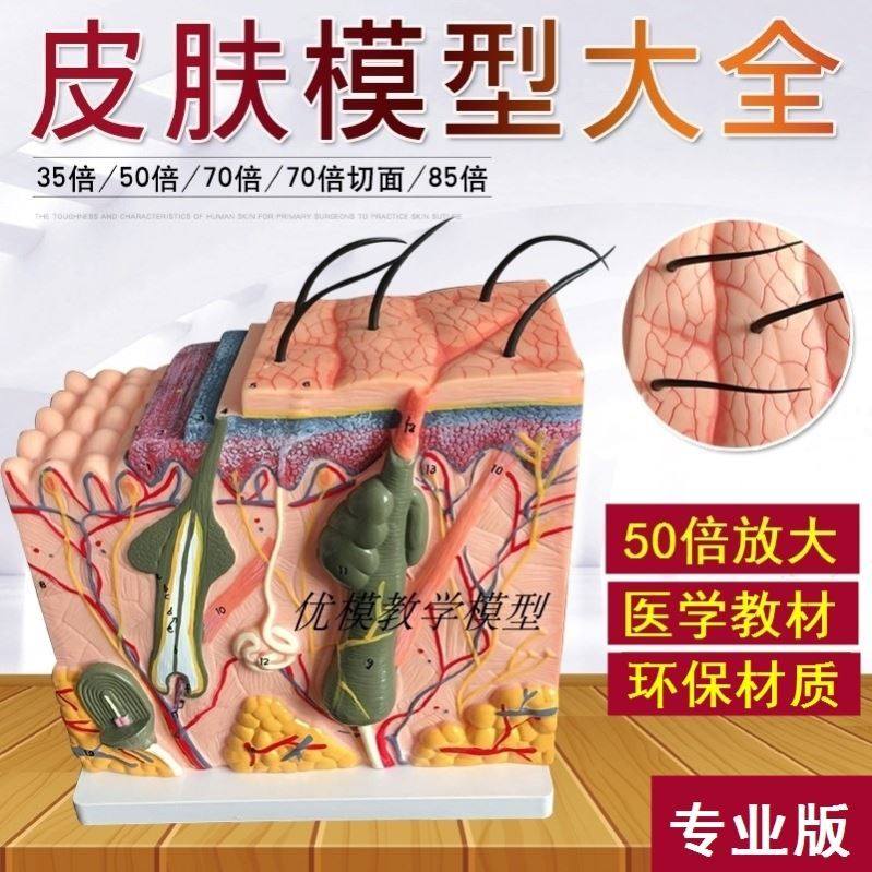 Teaching aids hair follicle practice anatomy tissue type to learn to teach the structure diagram of human skin enlargement model function