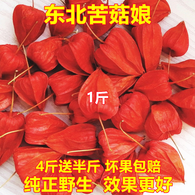 Northeast Changbai Mountain Red Girl Fruit Bitter Mushroom Wild Red Brocade Lantern Fruit Hanging Golden Lamp Mushroom Bird Mushroom New Goods