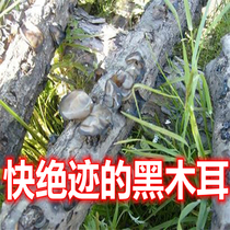 (Shangxin) (Xiao Li fungus) Northeast imitation wild oak section autumn ear 250g