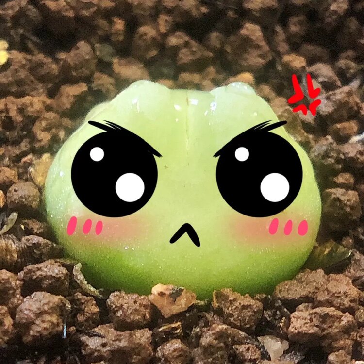 多肉元气研究所的LOGO