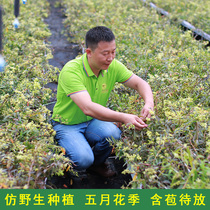 Huoshan iron-skinned Dendrobium seedlings potted 4-year-old seedlings super fresh strips edible and planted with green flowers