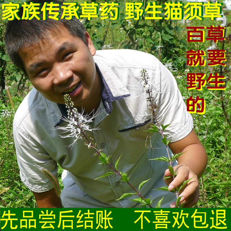 Cat whisker grass tea Wild cat whisker grass freshly dried 500g Cat whisker grass tea farmers ' home herbs Yunnan