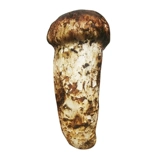 Shangri-La Wild Matsutake Fresh 1000G Fresh Pine Matsutake Yunnan Matsutake 6-8 см.