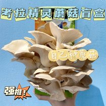 Spring planting of building blocks toys | Caulla genre mushroom blind boxes spray water to grow fresh mushrooms