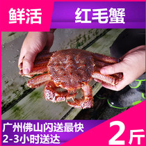 (Fresh red hair crab) fresh crab wild imported seafood aquatic products imported crab king king crab advance order