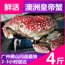 (Living Emperor Crab 4 catties) Australia imports the aquatic giant king crab Alaska Long foot crab snow crab