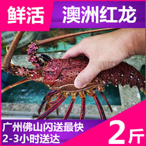 (Living Australian Big Red Lobster) 2-5 catty of imported seafood Aquatic lobster West rock lobster