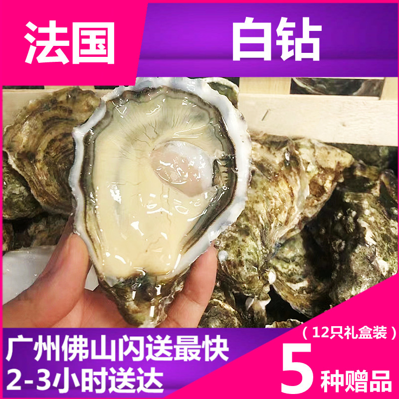 (French raw oyster white diamond N1N0) 12 original-loaded imported live ready-to-use oyster non-Girado