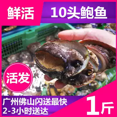 Wild live abalone (9-10 head) catty water loss rate 8% Fujian fresh live big abalone seafood fresh Dalian abalone