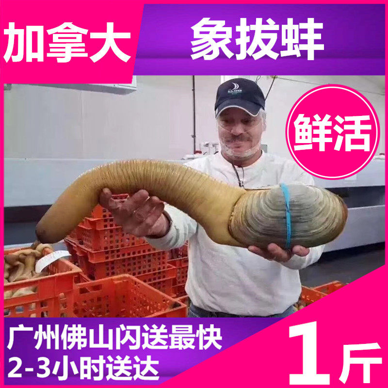 Fresh Canadian Geoduck Minimum Shot 2 Dried Clams Non-Water Clams White Clams Instant Sashimi Imported Seafood Aquatic Products