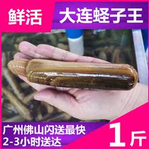 (Dalian bamboo clam Wang 500g fresh) fresh wild bamboo clams Sea Saint King seafood loss 15-20%