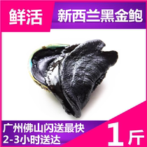 Fresh abalone Australias big Australian abalone (New Zealand Black Gold Abalone) imported wild sassy 500g weighing weight calculation