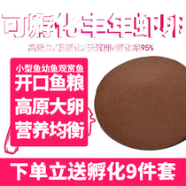 Fengnian shrimp eggs can hatch large red eggs in the Tibetan plateau new eggs small fry open live feed Betta ultra-fine eggs