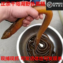 Alive and yellow eel Zhengzong Qiandao Lake Field Yellow eel Fresh eel Fresh eel Now latchmith the eel section Sh