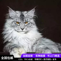 Large Maine Coon Cat Pet Cat Living Cub Giant Norwegian Forest Cat Kitty Shanghai Cat House Can be Door