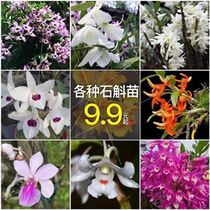 f Dendrobium Dendrobium skin folding k drumstick rose Dendrobium flower orchid grass green plant 3 packs