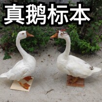 Specimen model making goose specimen simulation white goose big goose pheasant feather teaching props ornaments poultry animals