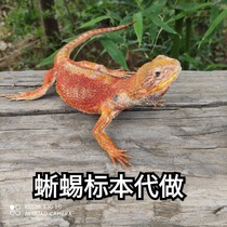 Lizard specimens do lizard model resin pet model teaching specimens