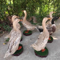 Duck specimen real duck model teaching poultry specimen white duck little duck real feathers film and television shooting props