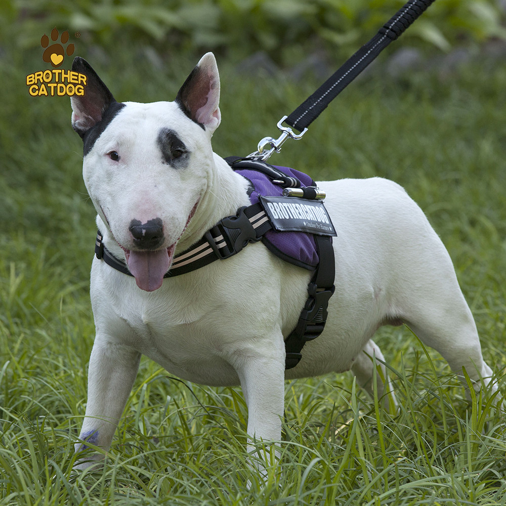 Corgi hug baby bag chest hug baby bag go out dog supplies adjustable vest type luminous comfortable personality non-stick hair dog baby bag