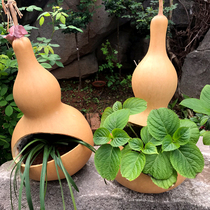 Natural gourd ornaments extra large opening Treasure Gourd large potted plant green plant pendant feng shui craft decoration