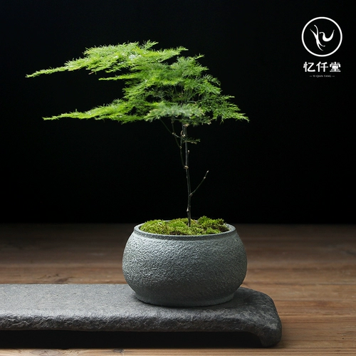 Yiqianke Сочный креативный цветочный горшок в горшке со спаржей из бамбука, труба для денег, набор дзен-каменных пейзажей, комбинация с подносом