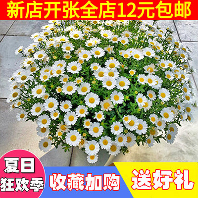 小雛菊種子四季種易活開花不斷室內外花卉植物花種籽子盆栽耐寒花