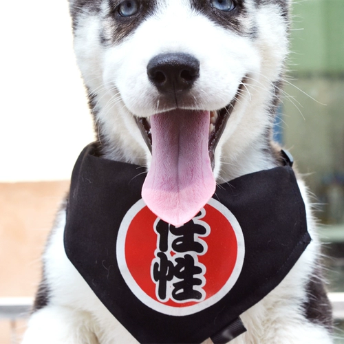 Личная сковорода красиво, одетая в милый питомец -треугольник шарф золотые волосы кошка плюшевая собака рта водяной полотенце, рот, кольцо шеи