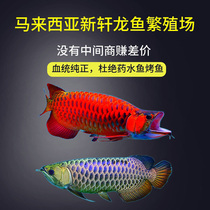 Red Blood Over Back Golden Dragon Fish Live Fish Tiger Fish Red Dragon Fish Fry Living Silver Dragon Great Lake Phoenix Peppers Large Ornamental Fish