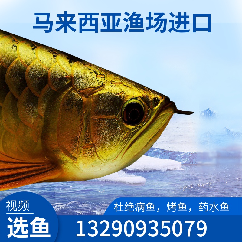 Golden Dragon Fish Golden Fish Head Blue Base Golden Dragon Salmon Skin Pepper Live Chip Certificate Complete