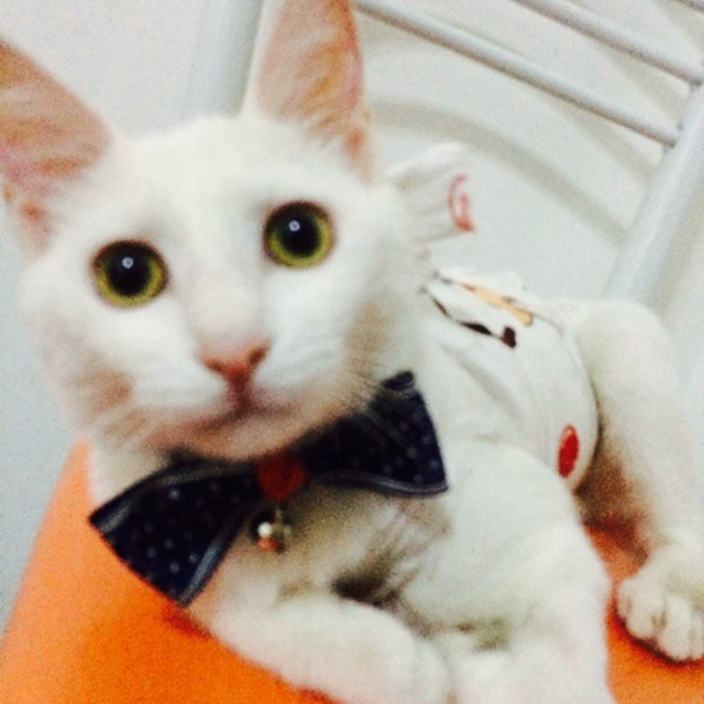 Small bell, choker, accessory, bow tie, cat, pet