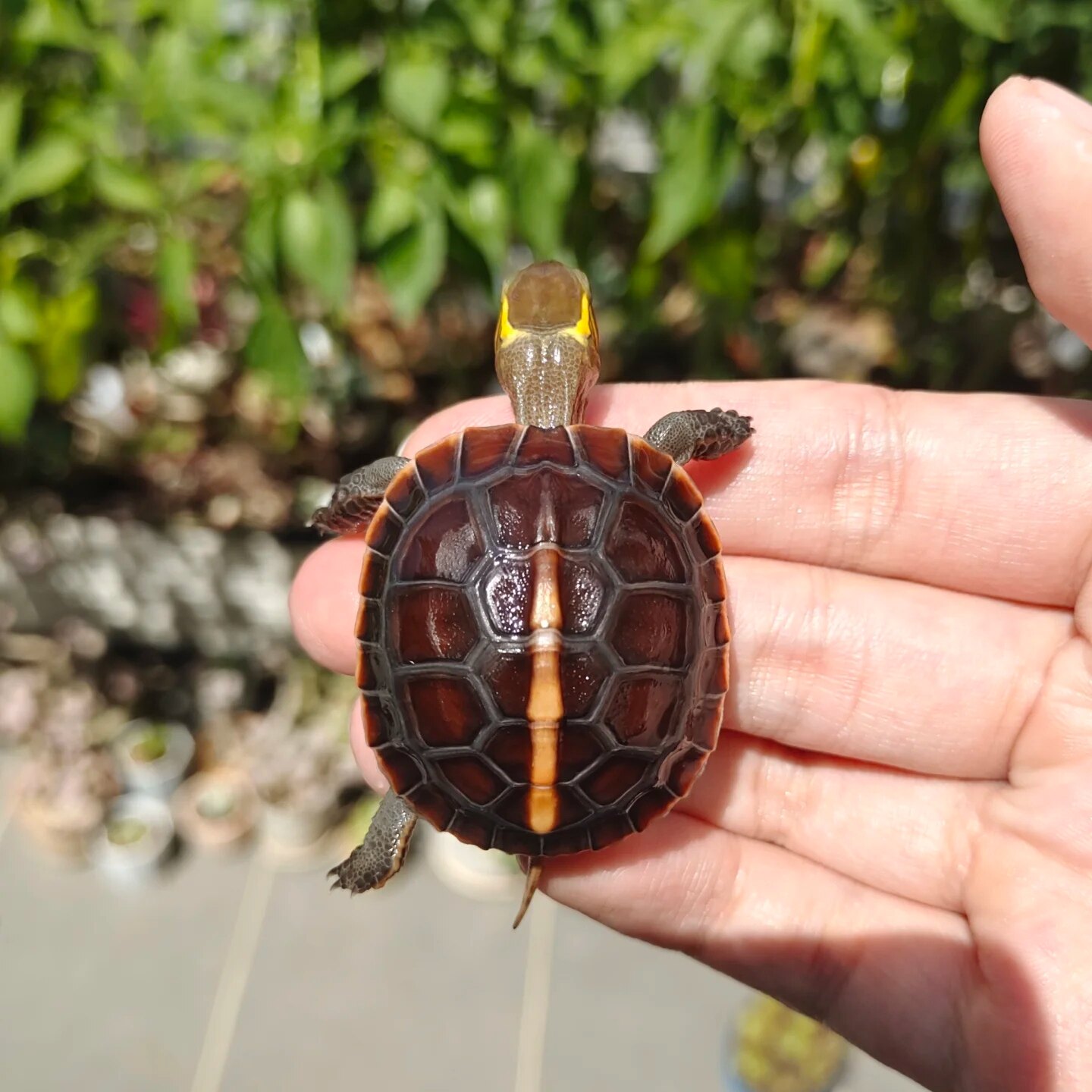黄缘龟幼龟养成记:从龟蛋到萌宠的奇妙之旅,你准备好了吗?-龟-淘宝好物网