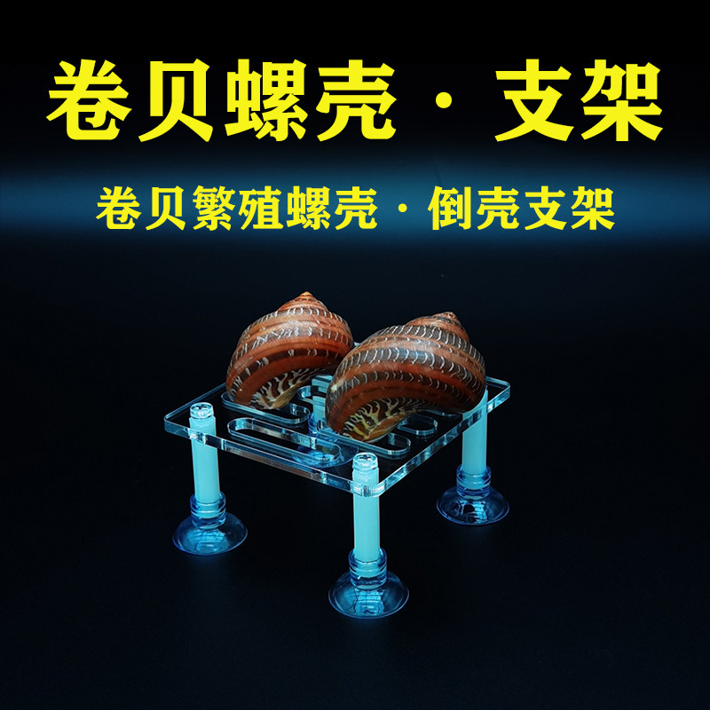 Three Lakes Roll Bay Snail Shell Inverted Shell Bracket Gummy Spirolox Bread Spiro Natural Shell Fish Tank Aquarium decorative reproduction