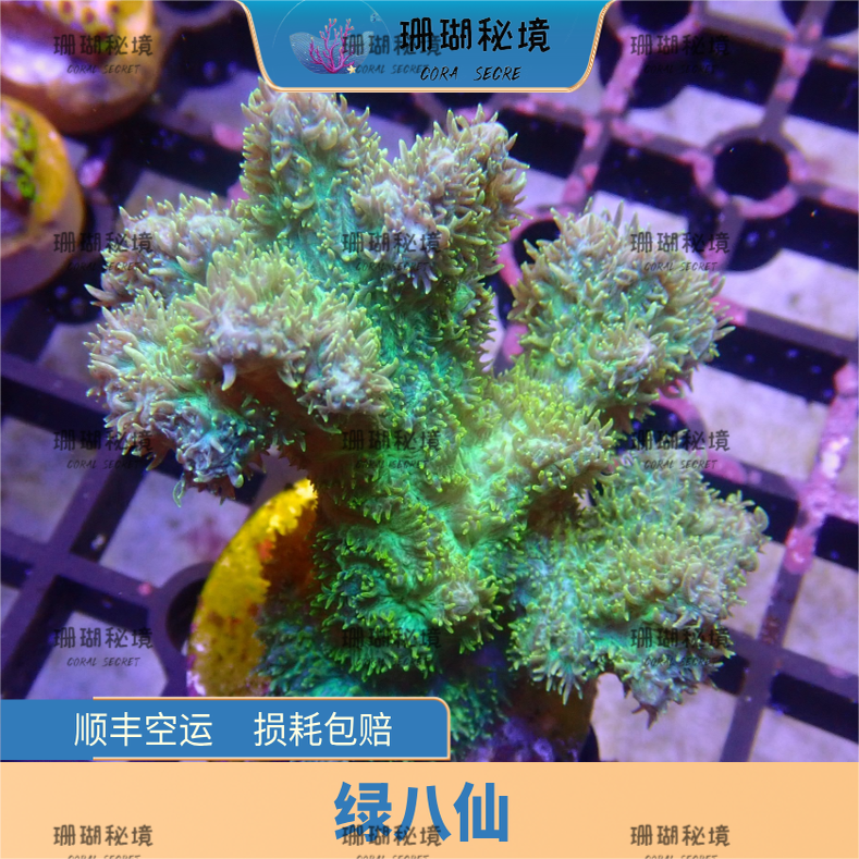 珊瑚 绿八仙SPS硬骨珊瑚:新手养珊瑚的不二之选,让你轻松成为水族达