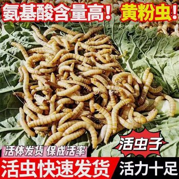 Live birds, bugs, turtles, fish food, lizards, stone frogs, pet bird food