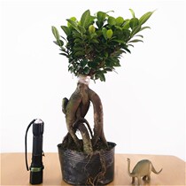 Four seasons evergreen big leaf Banyan tree seedling absorbent stone bonsai bonsai planting tree green planting Banyan Tree bonsai old pile potted