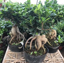 Four seasons evergreen big leaf Banyan tree seedling absorbent stone bonsai bonsai planting tree green planting Banyan Tree bonsai old pile potted