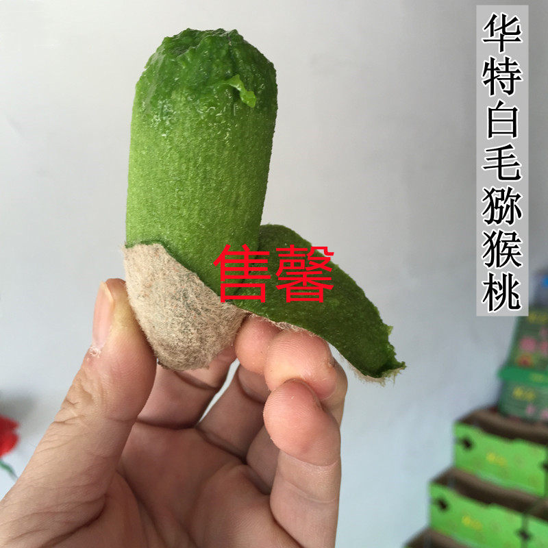 Sold in white mulch Exotic Fruit Taishun Chen Remember A Shop Specie 5 Catchy Kiwifruit Fresh Pregnant Woman Hut Fruit's Fruits Season