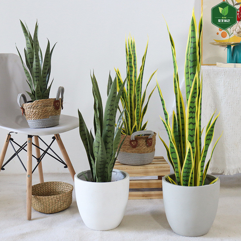 Simulated Snake Plant Green Plant Bonsai Fake Tree Potted Plant Bionic Indoor Living Room Desktop Office Landscaping Decoration
