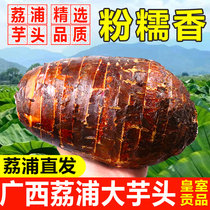 Authentic Lipu Taro Guangxi specialty farmers self-planted fresh digging betel nut taro wisteria Taro 5kg