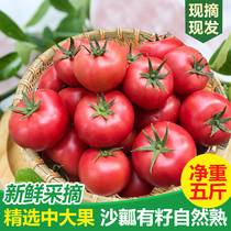Farmhouse tomatoes fresh sand flesh naturally cooked Provence tomatoes raw fruit vegetable powder Persimmon 5kg